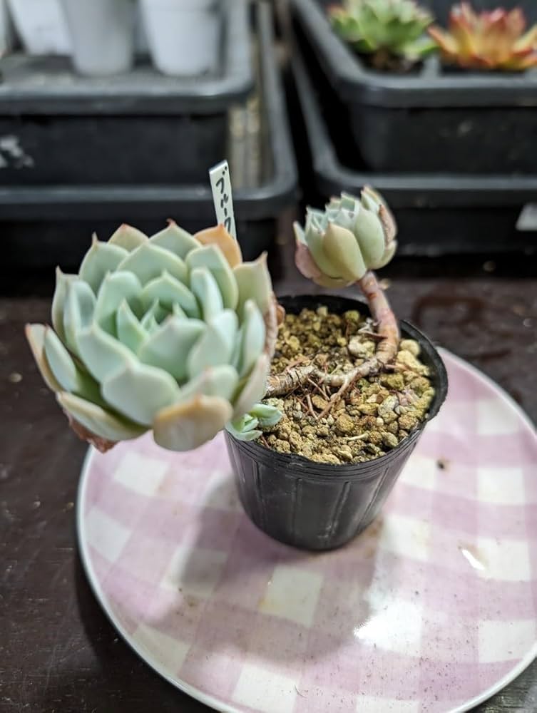 多肉植物　ブルークラウド　 抜き苗　エケベリア 特別価格!!多肉植物 エケベリア 韓国苗 ブルークラウド(送料込み